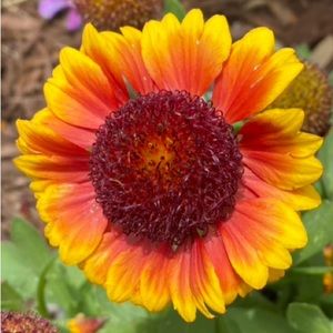 Indian Blanket Flower seeds